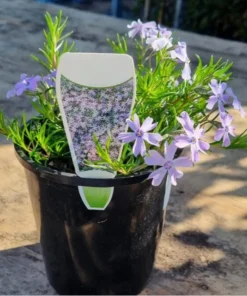 Creeping Phlox Emerald Cushion Blue Live Plant Plug - 1-3 inch Tall Ground Cover - Image 2