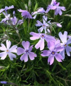 Creeping Phlox Emerald Cushion Blue Live Plant Plug - 1-3 inch Tall Ground Cover - Image 3