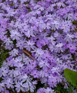 Creeping Phlox Emerald Cushion Blue Live Plant Plug - 1-3 inch Tall Ground Cover - Image 4