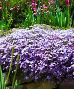 Creeping Phlox Emerald Cushion Blue Live Plant Plug - 1-3 inch Tall Ground Cover - Image 5