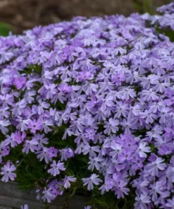 Creeping Phlox Emerald Cushion Blue Live Plant Plug - 1-3 inch Tall Ground Cover - Image 6