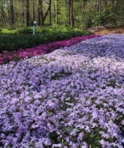 Creeping Phlox Emerald Cushion Blue Live Plant Plug - 1-3 inch Tall Ground Cover - Image 7