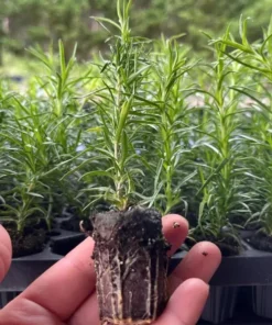 Creeping Phlox Emerald Cushion Blue Live Plant Plug - 1-3 inch Tall Ground Cover - Image 8