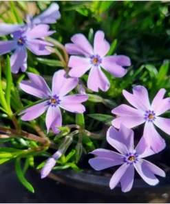 Creeping Phlox Emerald Cushion Blue Live Plant Plug - 1-3 inch Tall Ground Cover - Image 1