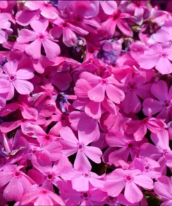 Creeping Phlox Pink Diamond Flower Starter Plugs - 3 Pack, 1-4 Inch, Outdoor Groundcover - Image 2