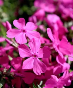 Creeping Phlox Pink Diamond Flower Starter Plugs - 3 Pack, 1-4 Inch, Outdoor Groundcover - Image 3