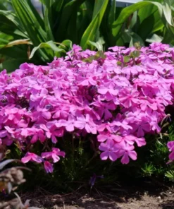 Creeping Phlox Pink Diamond Flower Starter Plugs - 3 Pack, 1-4 Inch, Outdoor Groundcover - Image 4