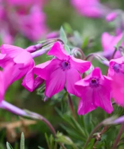 Creeping Phlox Pink Diamond Flower Starter Plugs - 3 Pack, 1-4 Inch, Outdoor Groundcover - Image 5