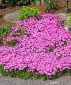 Creeping Phlox Pink Diamond Flower Starter Plugs - 3 Pack, 1-4 Inch, Outdoor Groundcover - Image 6