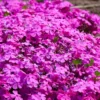 Creeping Phlox Pink Diamond Flower Starter Plugs - 3 Pack, 1-4 Inch, Outdoor Groundcover - Image 1