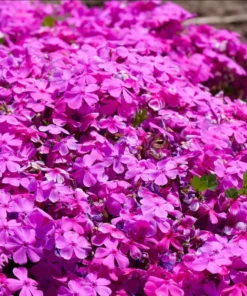Creeping Phlox Pink Diamond Flower Starter Plugs - 3 Pack, 1-4 Inch, Outdoor Groundcover - Image 1