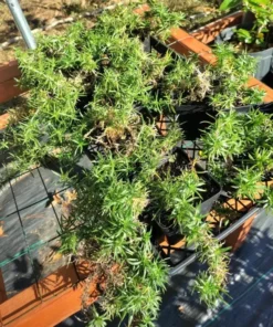 Creeping Phlox Pink Diamond Flower Starter Plugs - 3 Pack, 1-4 Inch, Outdoor Groundcover - Image 8