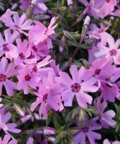 Creeping Phlox Pink Fort Hill Live Plant Plug - Perennial Groundcover - Image 2