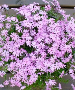 Creeping Phlox Pink Fort Hill Live Plant Plug - Perennial Groundcover - Image 3