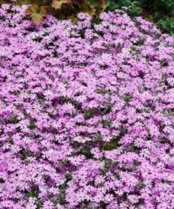 Creeping Phlox Pink Fort Hill Live Plant Plug - Perennial Groundcover - Image 4