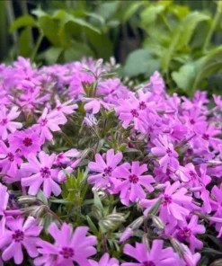 Creeping Phlox Pink Fort Hill Live Plant Plug - Perennial Groundcover - Image 5