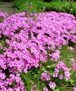 Creeping Phlox Pink Fort Hill Live Plant Plug - Perennial Groundcover - Image 6