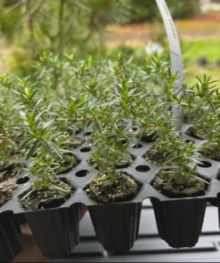 Creeping Phlox Pink Fort Hill Live Plant Plug - Perennial Groundcover - Image 7