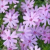 Creeping Phlox Pink Fort Hill Live Plant Plug - Perennial Groundcover - Image 1