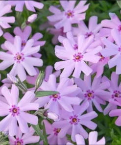 Creeping Phlox Pink Fort Hill Live Plant Plug - Perennial Groundcover - Image 1