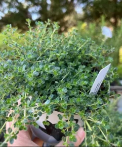 Creeping Thyme Live Starter Plant - Pink Chintz Groundcover, Well Rooted, 3-4 inch Pot - Image 10