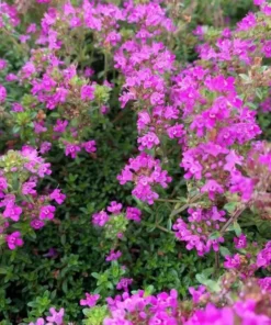 Creeping Thyme Live Starter Plant - Pink Chintz Groundcover, Well Rooted, 3-4 inch Pot - Image 2