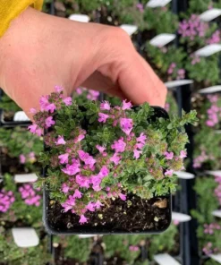 Creeping Thyme Live Starter Plant - Pink Chintz Groundcover, Well Rooted, 3-4 inch Pot - Image 3