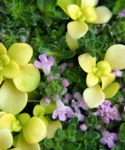 Creeping Thyme Live Starter Plant - Pink Chintz Groundcover, Well Rooted, 3-4 inch Pot - Image 4