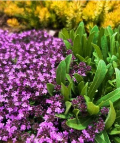 Creeping Thyme Live Starter Plant - Pink Chintz Groundcover, Well Rooted, 3-4 inch Pot - Image 6