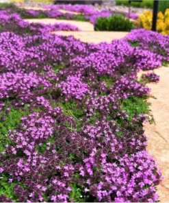 Creeping Thyme Live Starter Plant - Pink Chintz Groundcover, Well Rooted, 3-4 inch Pot - Image 7