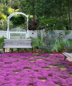 Creeping Thyme Live Starter Plant - Pink Chintz Groundcover, Well Rooted, 3-4 inch Pot - Image 8