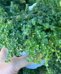 Creeping Thyme Live Starter Plant - Pink Chintz Groundcover, Well Rooted, 3-4 inch Pot - Image 9