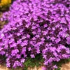Creeping Thyme Live Starter Plant - Pink Chintz Groundcover, Well Rooted, 3-4 inch Pot - Image 1