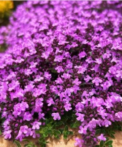 Creeping Thyme Live Starter Plant - Pink Chintz Groundcover, Well Rooted, 3-4 inch Pot - Image 1