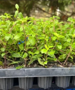 Creeping Veronica Georgia Blue Plug - Live Ground Cover Plant 1