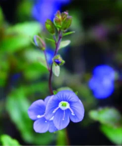 Creeping Veronica Georgia Blue Plug - Live Ground Cover Plant 1"-3" Tall - Image 2