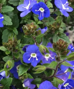 Creeping Veronica Georgia Blue Plug - Live Ground Cover Plant 1