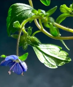 Creeping Veronica Georgia Blue Plug - Live Ground Cover Plant 1