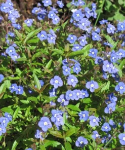 Creeping Veronica Georgia Blue Plug - Live Ground Cover Plant 1