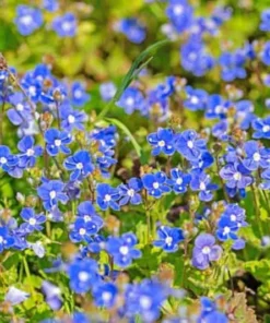 Creeping Veronica Georgia Blue Plug - Live Ground Cover Plant 1