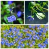 Creeping Veronica Georgia Blue Plug - Live Ground Cover Plant 1"-3" Tall - Image 1