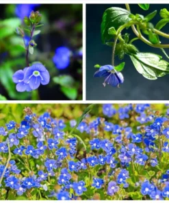 Creeping Veronica Georgia Blue Plug - Live Ground Cover Plant 1"-3" Tall - Image 1