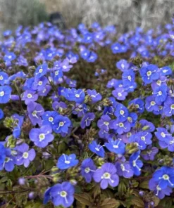 Creeping Veronica Georgia Blue Plug - Live Ground Cover Plant 1