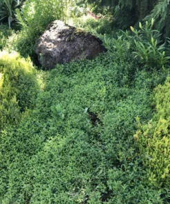 Creeping Veronica Georgia Blue Plug - Live Ground Cover Plant 1