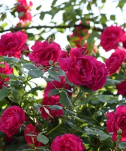 Crimson Glory Climbing Rose Live Plant - Red Fragrant Flowers 5-7 Inch Tall - Image 1