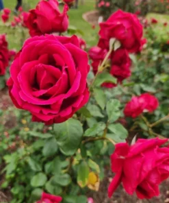 Crimson Glory Climbing Rose Live Plant - Red Fragrant Flowers 5-7 Inch Tall - Image 3