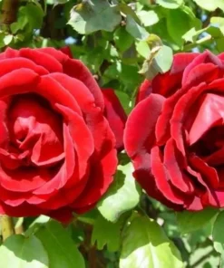 Crimson Glory Climbing Rose Live Plant - Red Fragrant Flowers 5-7 Inch Tall - Image 4