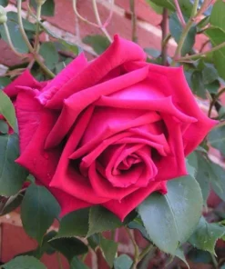 Crimson Glory Climbing Rose Live Plant - Red Fragrant Flowers 5-7 Inch Tall - Image 6