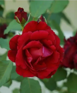 Crimson Glory Climbing Rose Live Plant - Red Fragrant Flowers 5-7 Inch Tall - Image 7