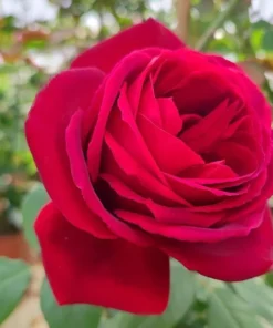 Crimson Glory Climbing Rose Live Plant - Red Fragrant Flowers 5-7 Inch Tall - Image 8